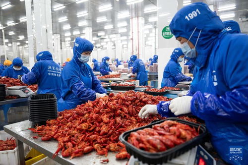 湖南南县 小龙虾撬动千亿产业，食品加工焕发新活力